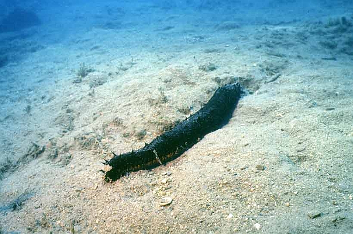 02 Olothuria forskali.jpg